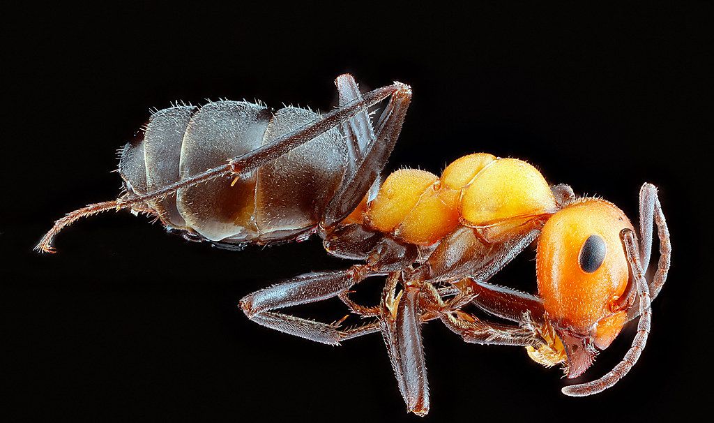 Ant Control service in Watsonville, CA