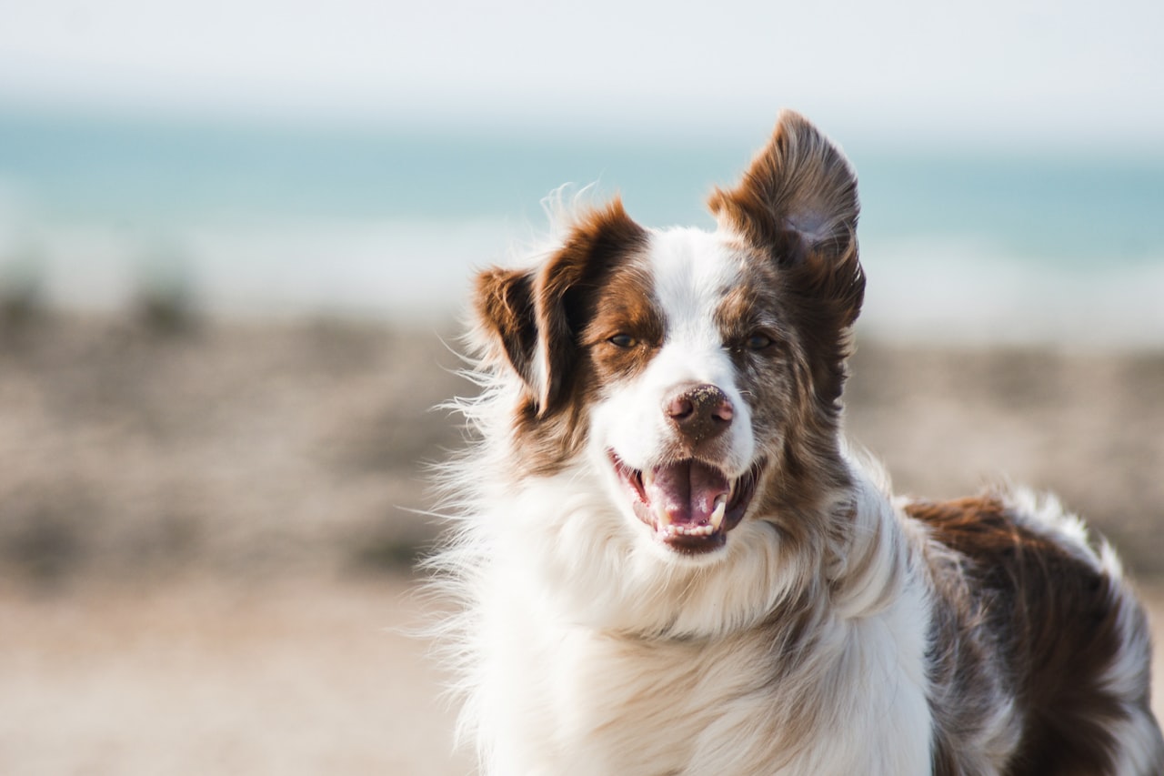 Flea & Tick Control service in Watsonville, CA