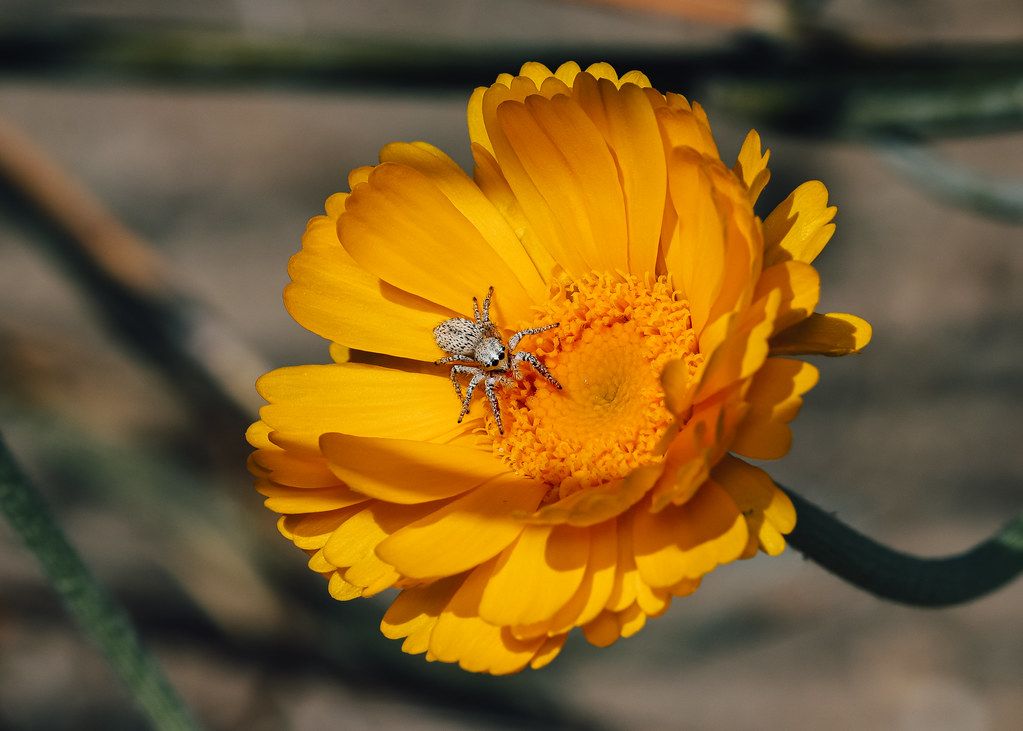 Spider Control service in Watsonville, CA